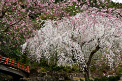 笠木渓谷の忠五郎桜