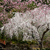 笠木渓谷の忠五郎桜
