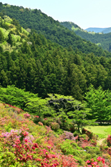 大平つつじ山