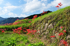 棚田の秋５
