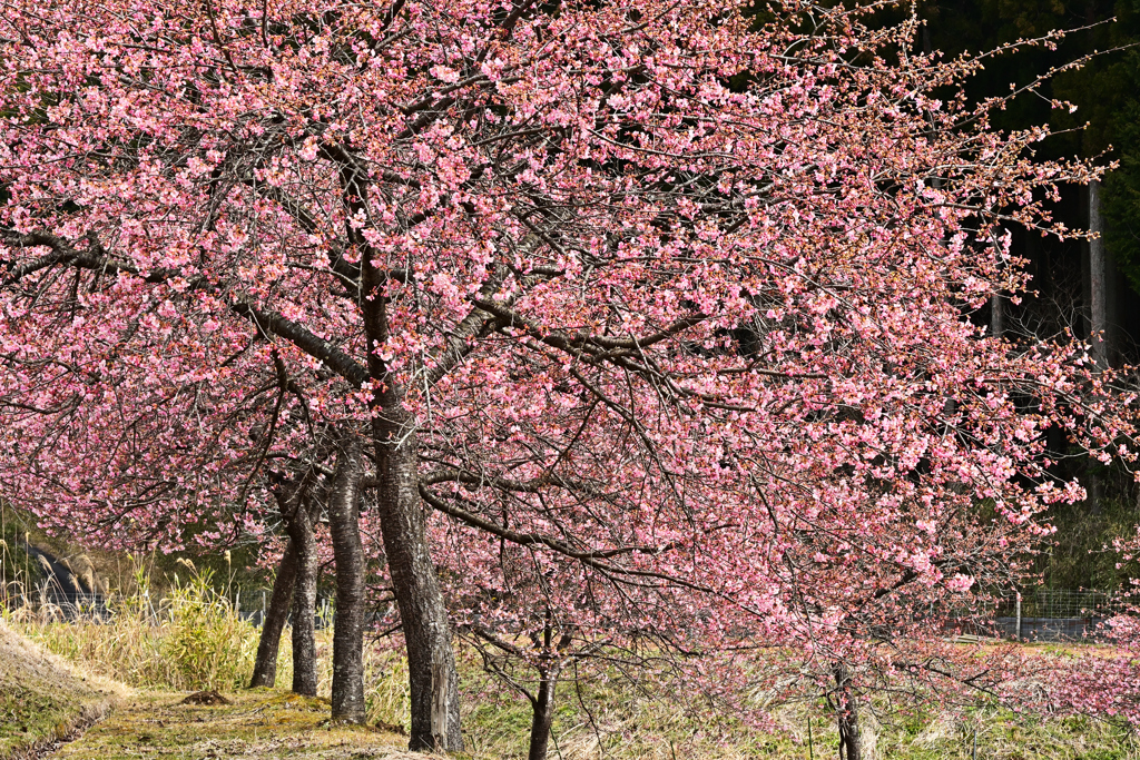 河津桜