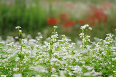 蕎麦の花