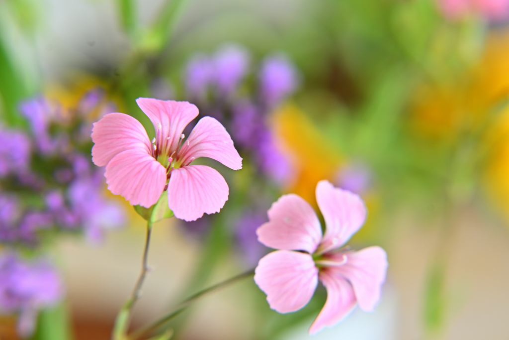 かすみ草