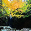 白藤の滝