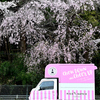 桜まつり