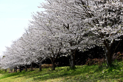桜並木