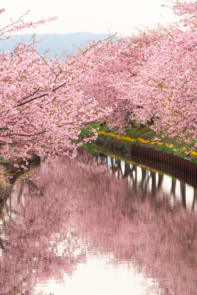 河津桜