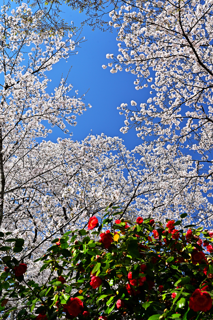 桜と椿