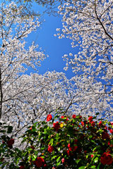 桜と椿