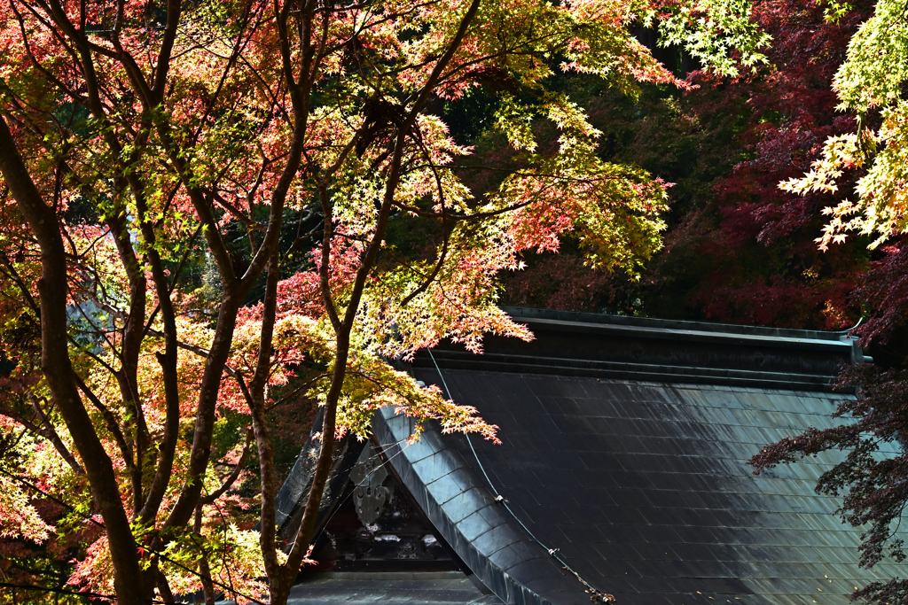 談山神社紅葉4