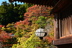 長谷寺 紅葉