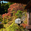 長谷寺 紅葉
