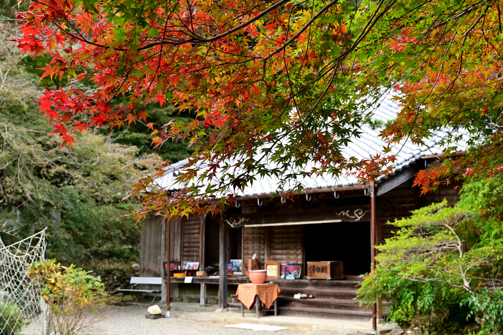長徳寺紅葉