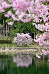 水辺の桜