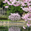 水辺の桜