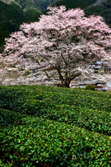 竹原の薄墨桜