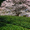 竹原の薄墨桜