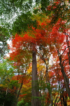 紅葉燃ゆ