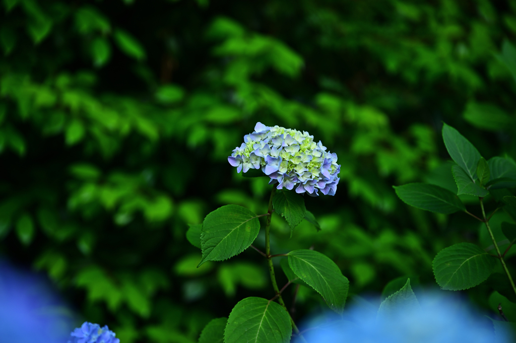 紫陽花