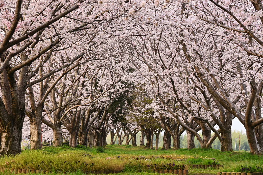 桜並木