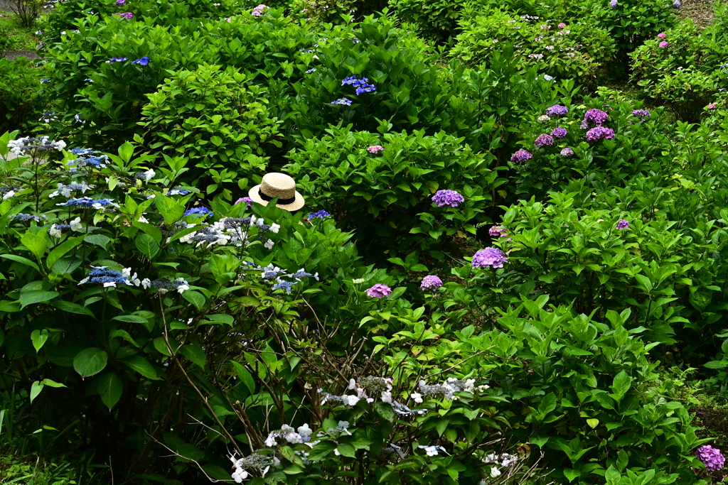 紫陽花の迷路