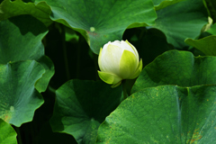 開花前