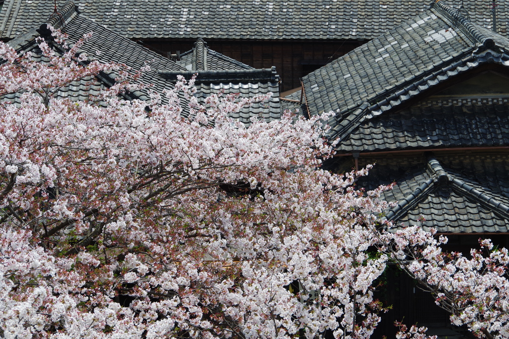 五城番屋敷と桜