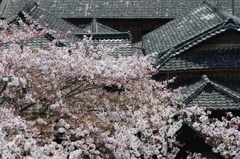 五城番屋敷と桜