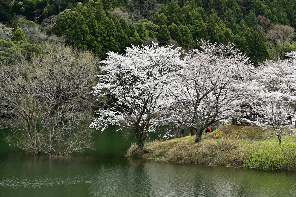 さくらの里公園