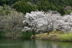 さくらの里公園