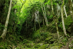新緑の渓谷５