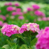 紫陽花