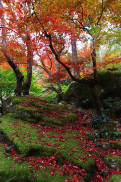 苔と紅葉