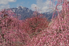 雪山を背に