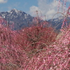 雪山を背に