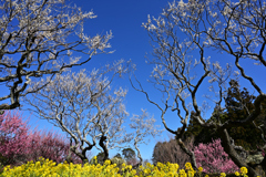梅と菜の花
