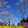 梅と菜の花