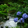紫陽花のある景色２