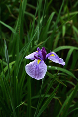 花菖蒲