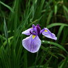 花菖蒲