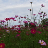 秋桜