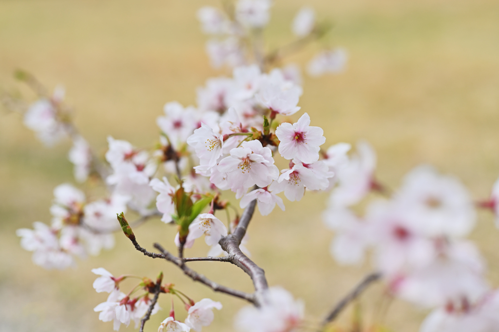 桜