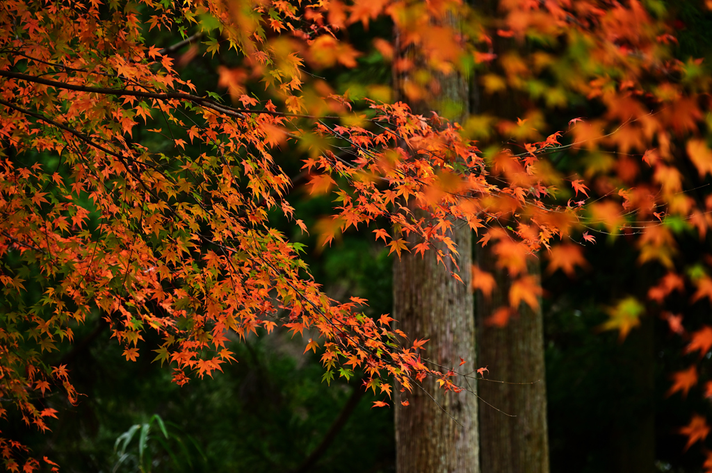 紅葉