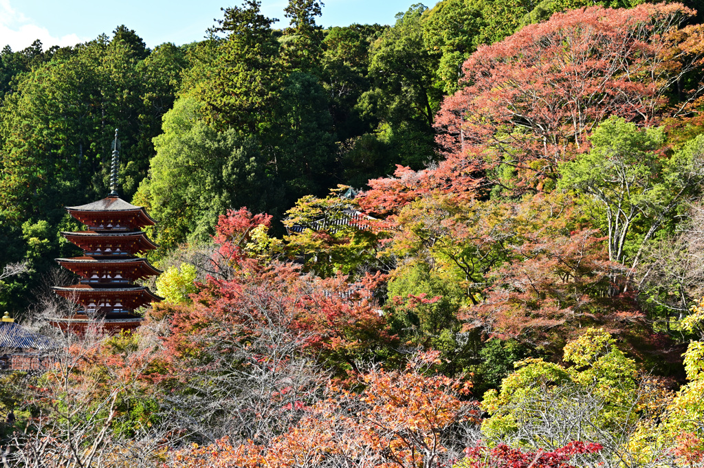 長谷寺 五重塔