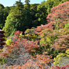 長谷寺 五重塔