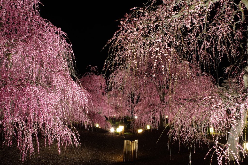 幻想の庭園2