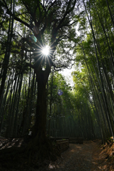 美濃田竹林街道