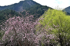 里山の春
