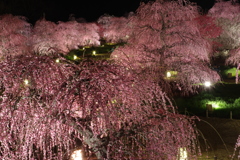 幻想の庭園1