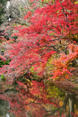 京都植物園の紅葉2